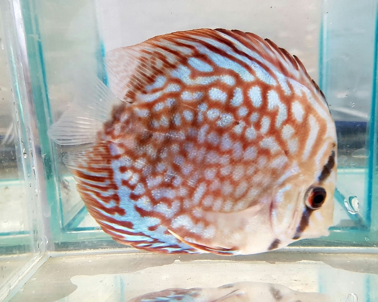 Blue Turquoise Discus ~ 8cm - 9cm
